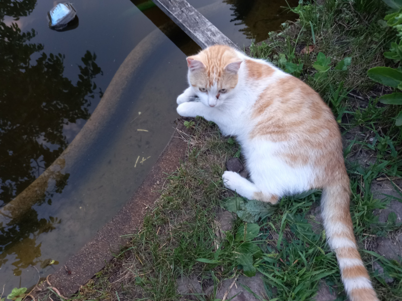 Кошки в нашей жизни. Кошки и все, что с ними связано.