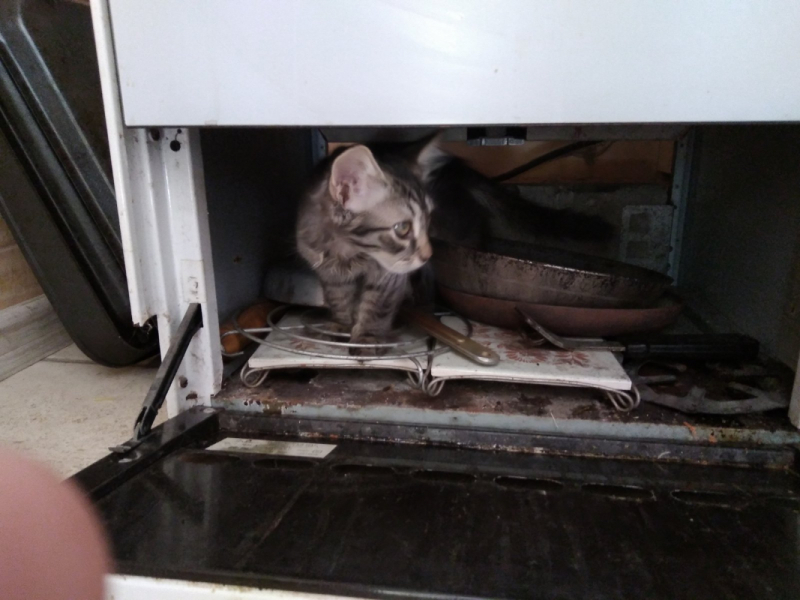 Кошки в нашей жизни. Кошки и все, что с ними связано.