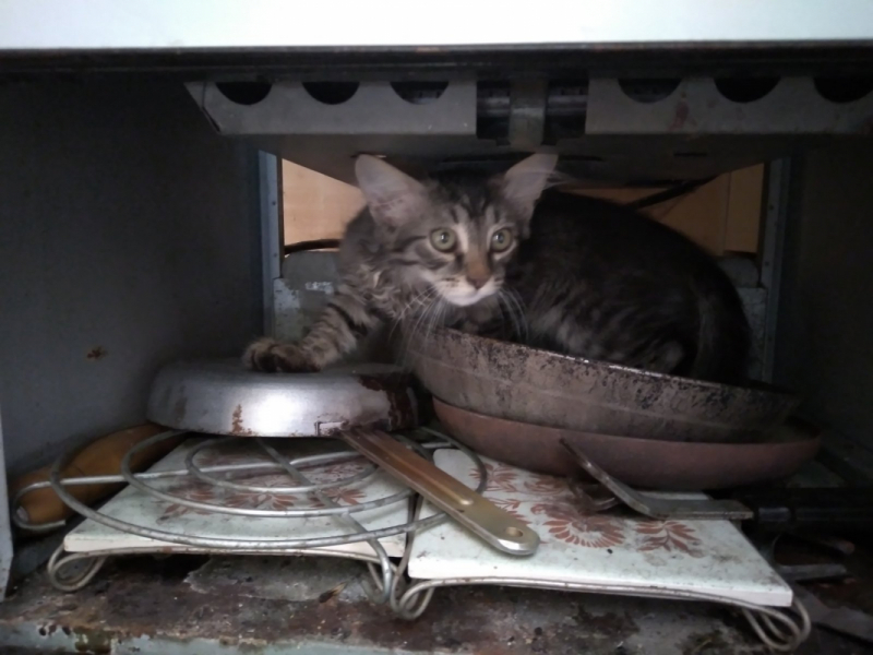 Кошки в нашей жизни. Кошки и все, что с ними связано.