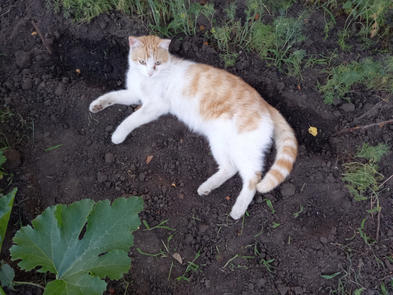 Кошки в нашей жизни. Кошки и все, что с ними связано.