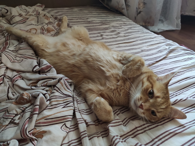 Кошки в нашей жизни. Кошки и все, что с ними связано.