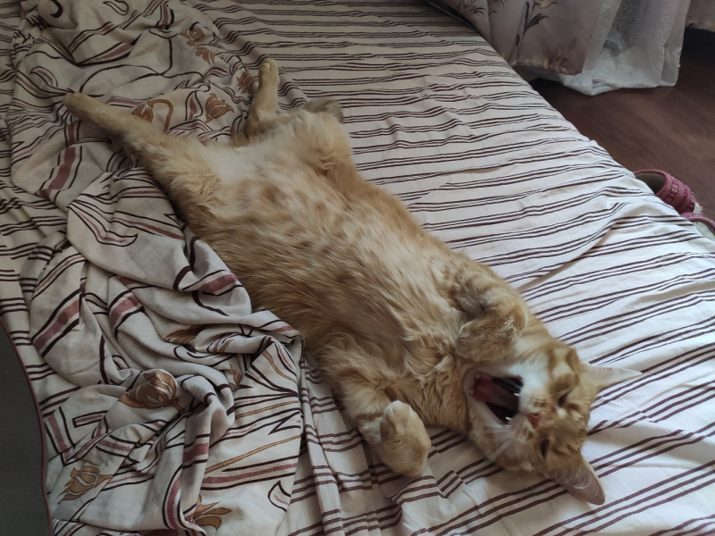 Кошки в нашей жизни. Кошки и все, что с ними связано.