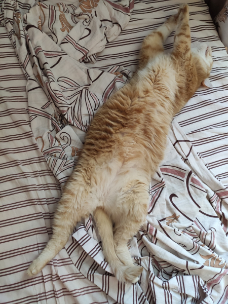 Кошки в нашей жизни. Кошки и все, что с ними связано.