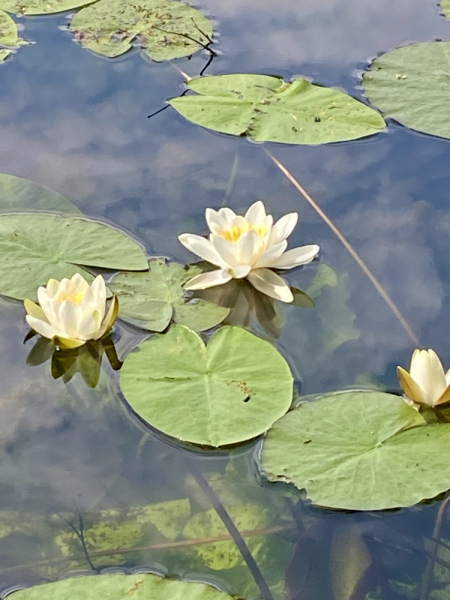 Пока мы ждем..