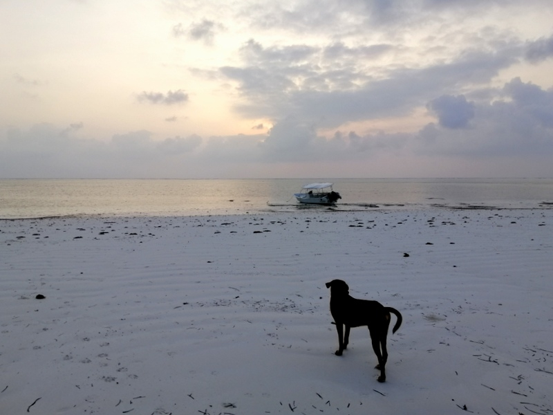 Zanzibar samochodem. Kizimkazi-Paje-Matemwe-Chuini-Stone Town. 