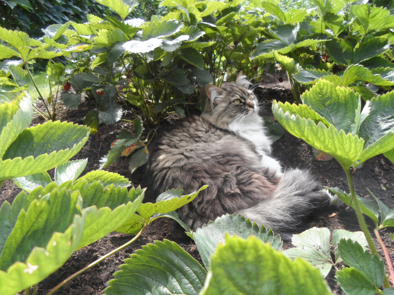 Кошки в нашей жизни. Кошки и все, что с ними связано.