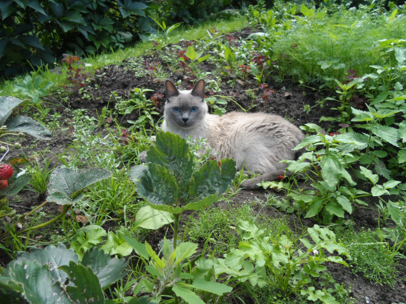 Кошки в нашей жизни. Кошки и все, что с ними связано.