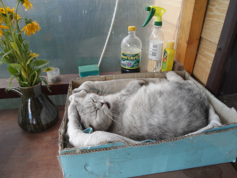 Кошки в нашей жизни. Кошки и все, что с ними связано.