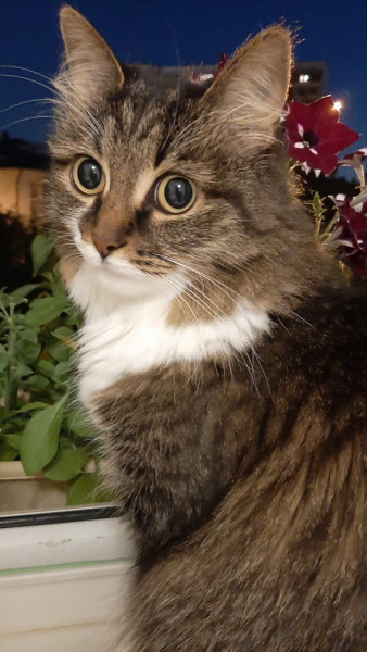 Кошки в нашей жизни. Кошки и все, что с ними связано.