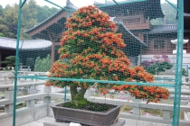 Заметки новичка о Гонконге, или немного о «сбытии мечт»