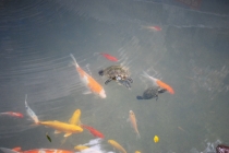 Заметки новичка о Гонконге, или немного о «сбытии мечт»