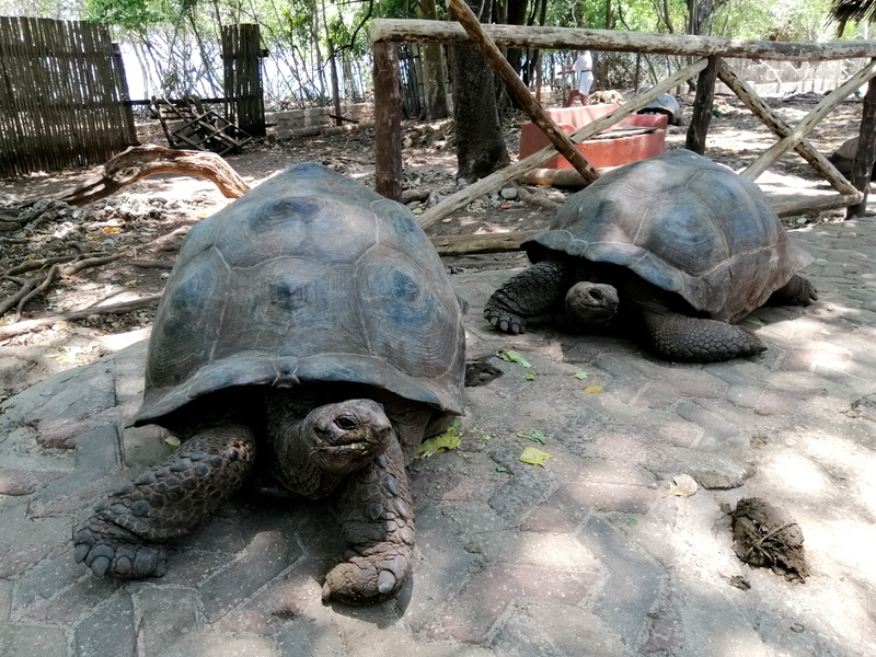 Zanzibaras automobiliu. Kizimkazi-Paje-Matemwe-Chuini-Stone Town. 