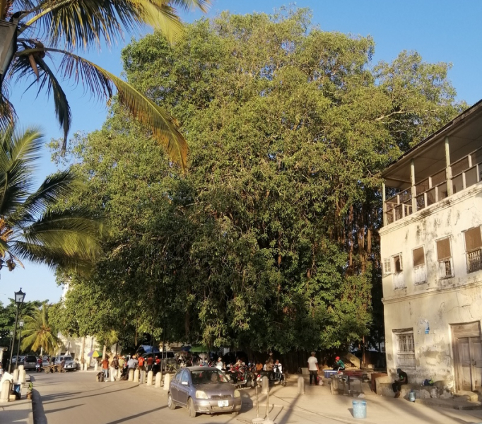 Zanzibaras automobiliu. Kizimkazi-Paje-Matemwe-Chuini-Stone Town. 