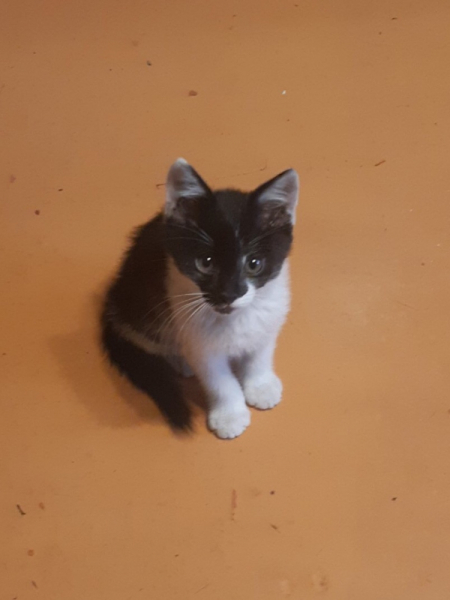 Кошки в нашей жизни. Кошки и все, что с ними связано.