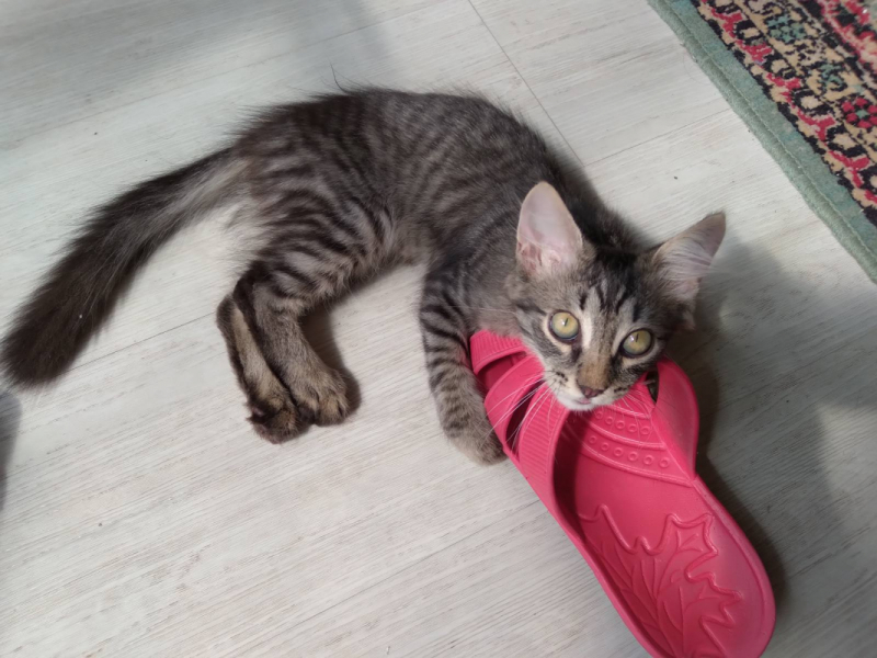 Кошки в нашей жизни. Кошки и все, что с ними связано.