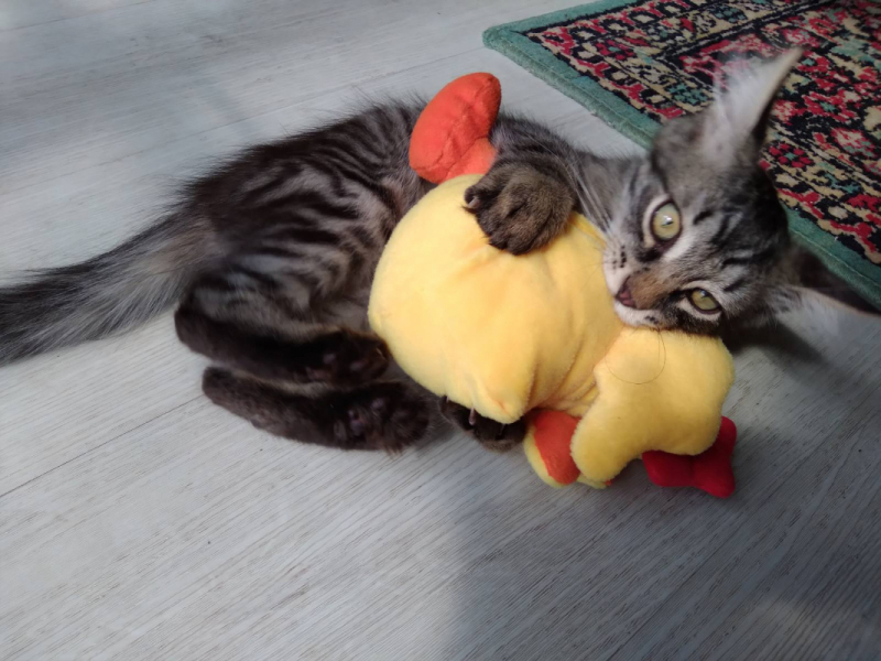 Кошки в нашей жизни. Кошки и все, что с ними связано.