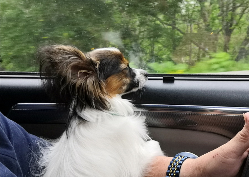 Кошки в нашей жизни. Кошки и все, что с ними связано.