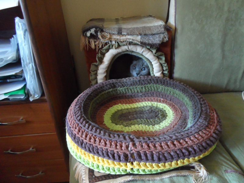 Кошки в нашей жизни. Кошки и все, что с ними связано.