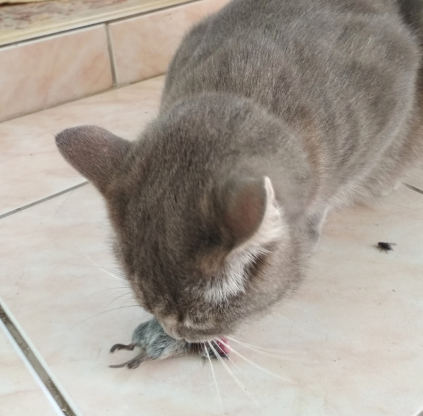 Кошки в нашей жизни. Кошки и все, что с ними связано.