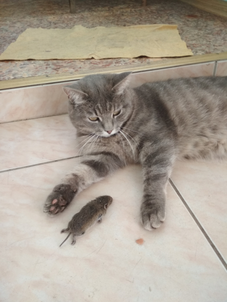 Кошки в нашей жизни. Кошки и все, что с ними связано.