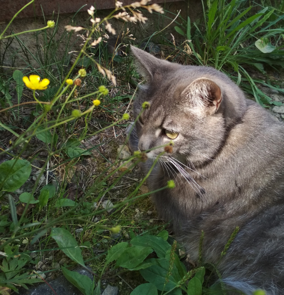 Кошки в нашей жизни. Кошки и все, что с ними связано.