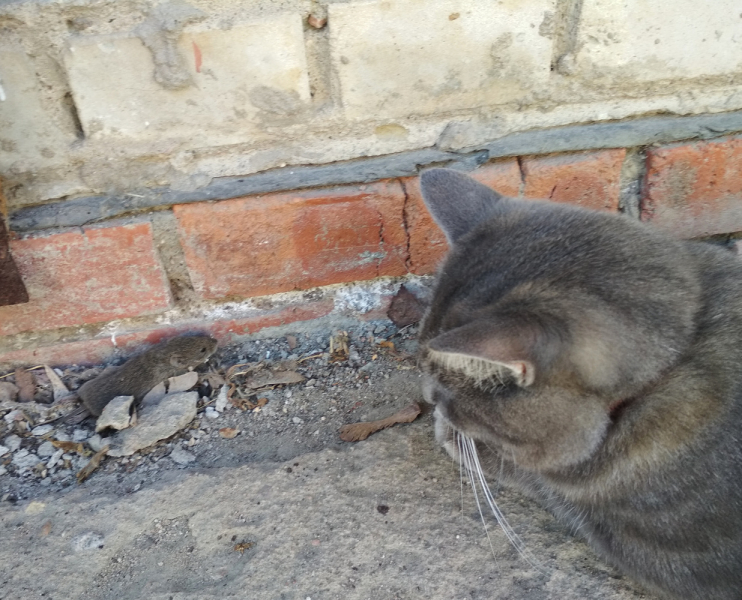Кошки в нашей жизни. Кошки и все, что с ними связано.