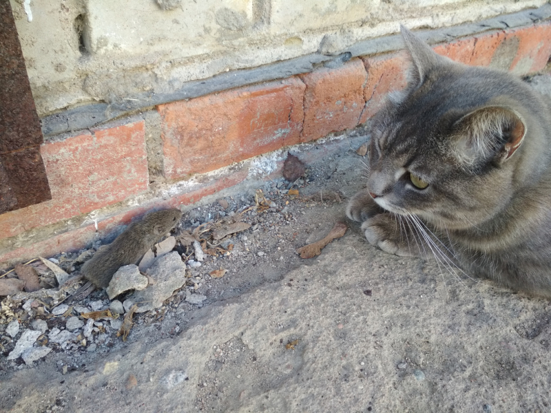 Кошки в нашей жизни. Кошки и все, что с ними связано.