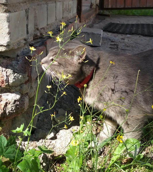 Кошки в нашей жизни. Кошки и все, что с ними связано.