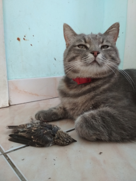 Кошки в нашей жизни. Кошки и все, что с ними связано.