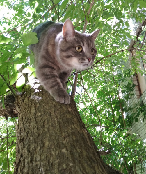 Кошки в нашей жизни. Кошки и все, что с ними связано.