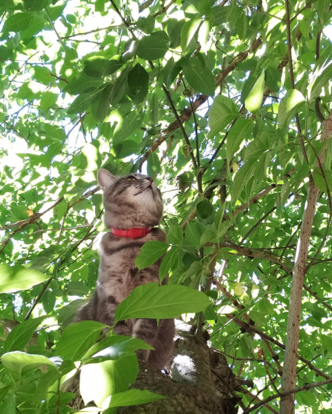 Кошки в нашей жизни. Кошки и все, что с ними связано.