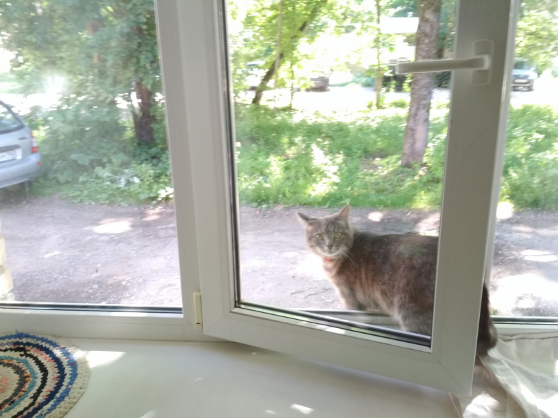 Кошки в нашей жизни. Кошки и все, что с ними связано.