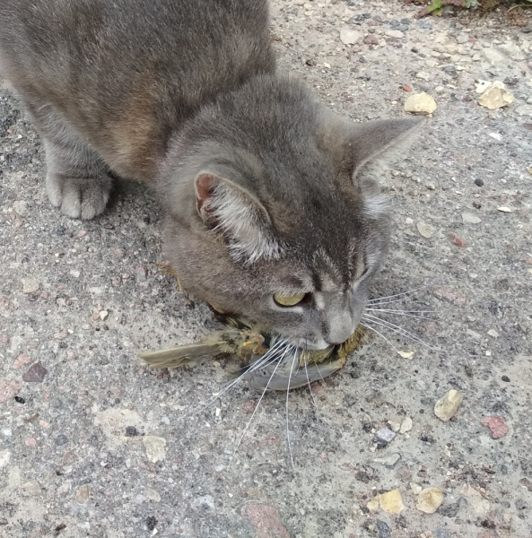 Кошки в нашей жизни. Кошки и все, что с ними связано.