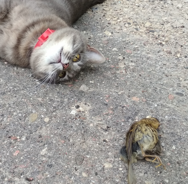 Кошки в нашей жизни. Кошки и все, что с ними связано.