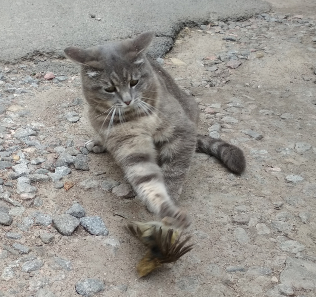 Кошки в нашей жизни. Кошки и все, что с ними связано.