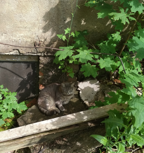 Кошки в нашей жизни. Кошки и все, что с ними связано.