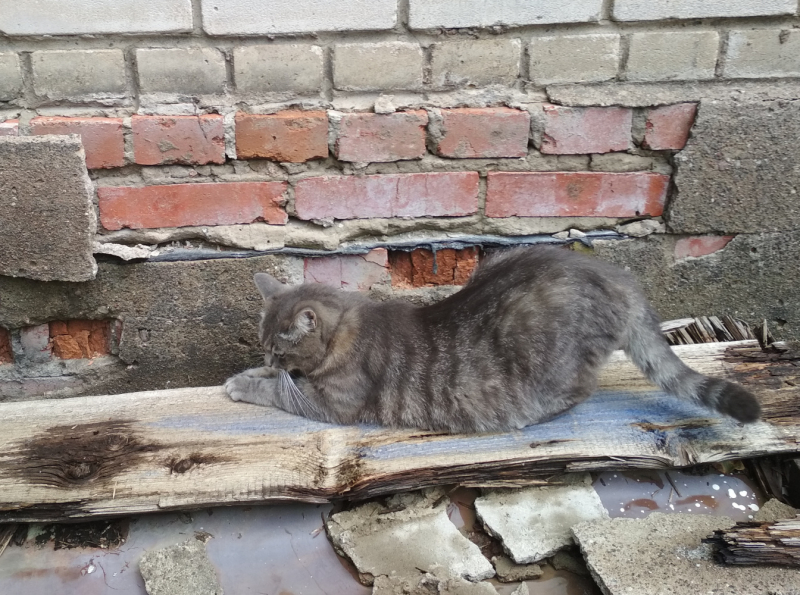 Кошки в нашей жизни. Кошки и все, что с ними связано.