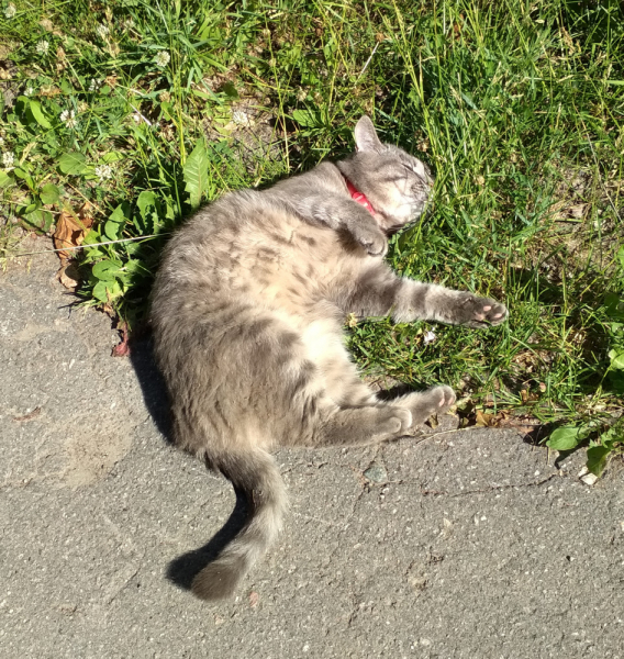 Кошки в нашей жизни. Кошки и все, что с ними связано.