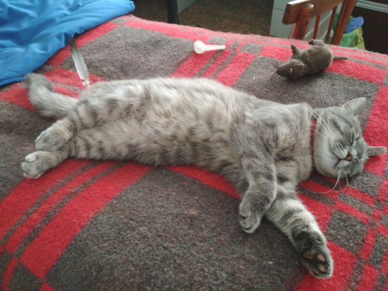 Кошки в нашей жизни. Кошки и все, что с ними связано.