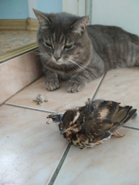 Кошки в нашей жизни. Кошки и все, что с ними связано.