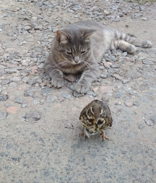 Кошки в нашей жизни. Кошки и все, что с ними связано.