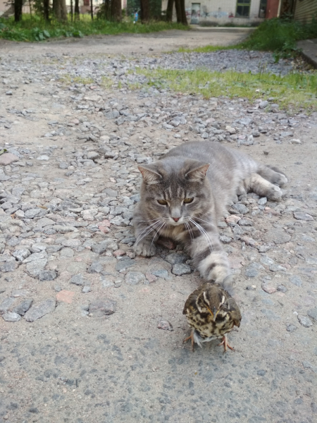 Кошки в нашей жизни. Кошки и все, что с ними связано.
