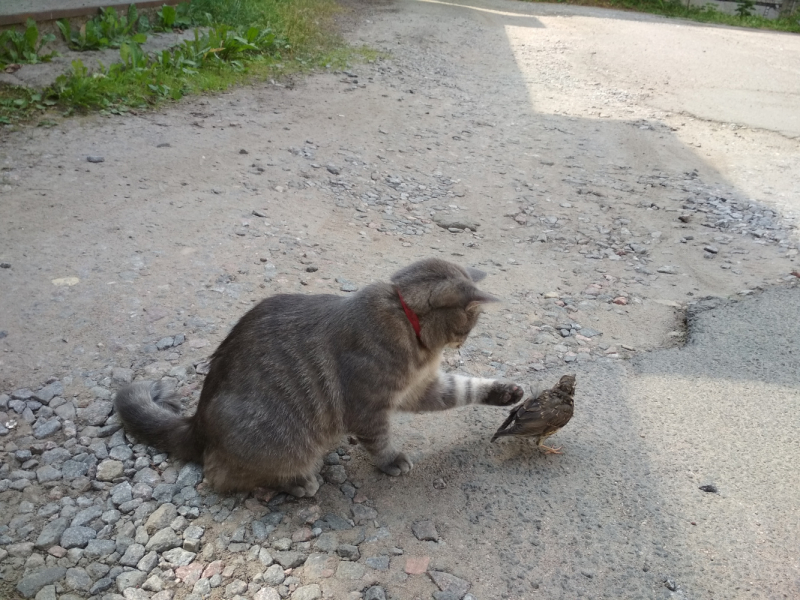 Кошки в нашей жизни. Кошки и все, что с ними связано.
