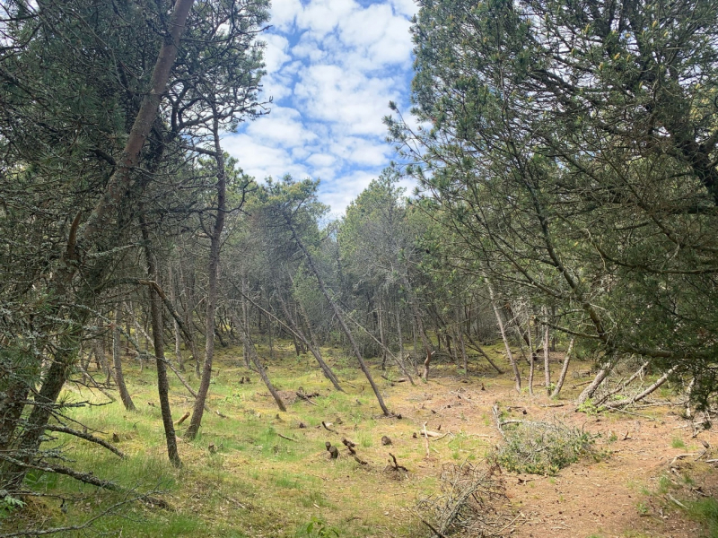 Калининград и область в начале июня на авто (29.05.2021-05.06.2021)