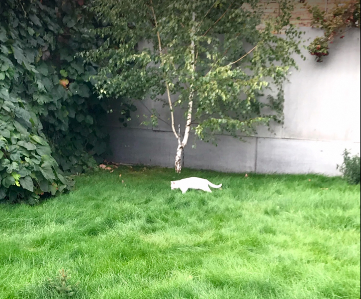 Кошки в нашей жизни. Кошки и все, что с ними связано.