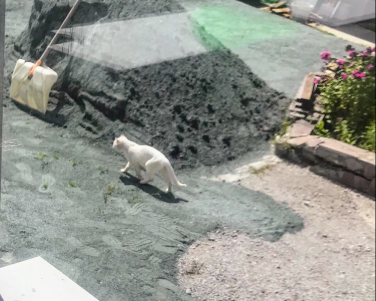 Кошки в нашей жизни. Кошки и все, что с ними связано.