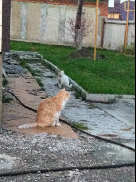 Кошки в нашей жизни. Кошки и все, что с ними связано.