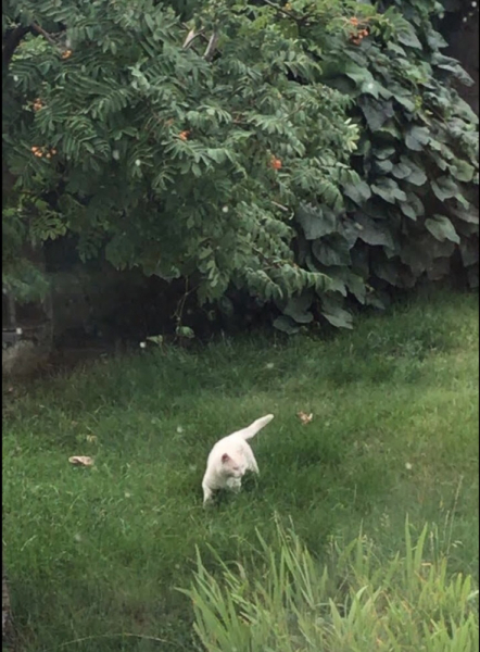 Кошки в нашей жизни. Кошки и все, что с ними связано.