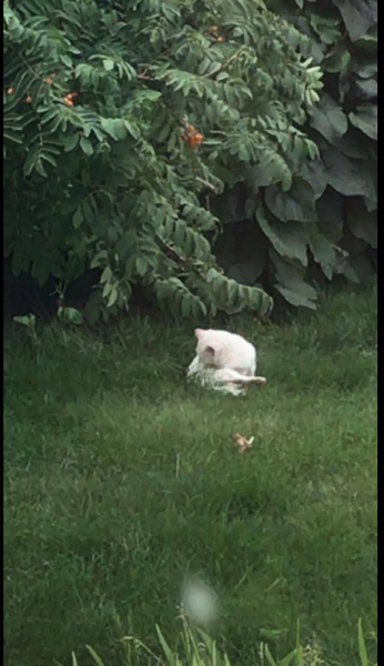 Кошки в нашей жизни. Кошки и все, что с ними связано.