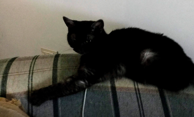 Кошки в нашей жизни. Кошки и все, что с ними связано.